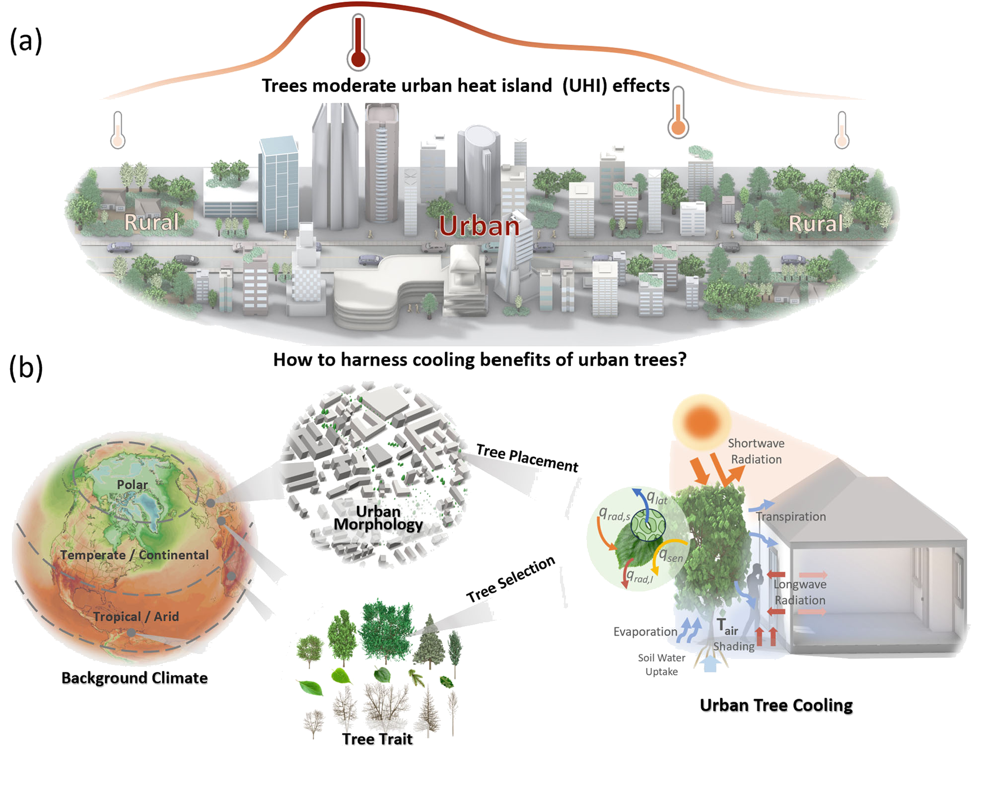 Schematic of urban trees moderating urban heat island warming.